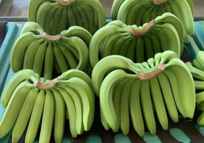 Fresh Green Cavendish Banana