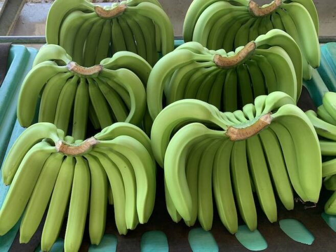 Fresh Green Cavendish Banana